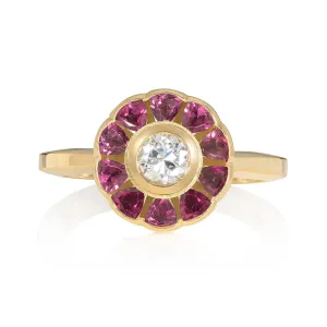 Dianthus Ruby Ring